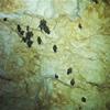 Bats, in a dark cave