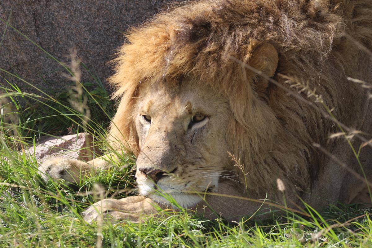 Lion